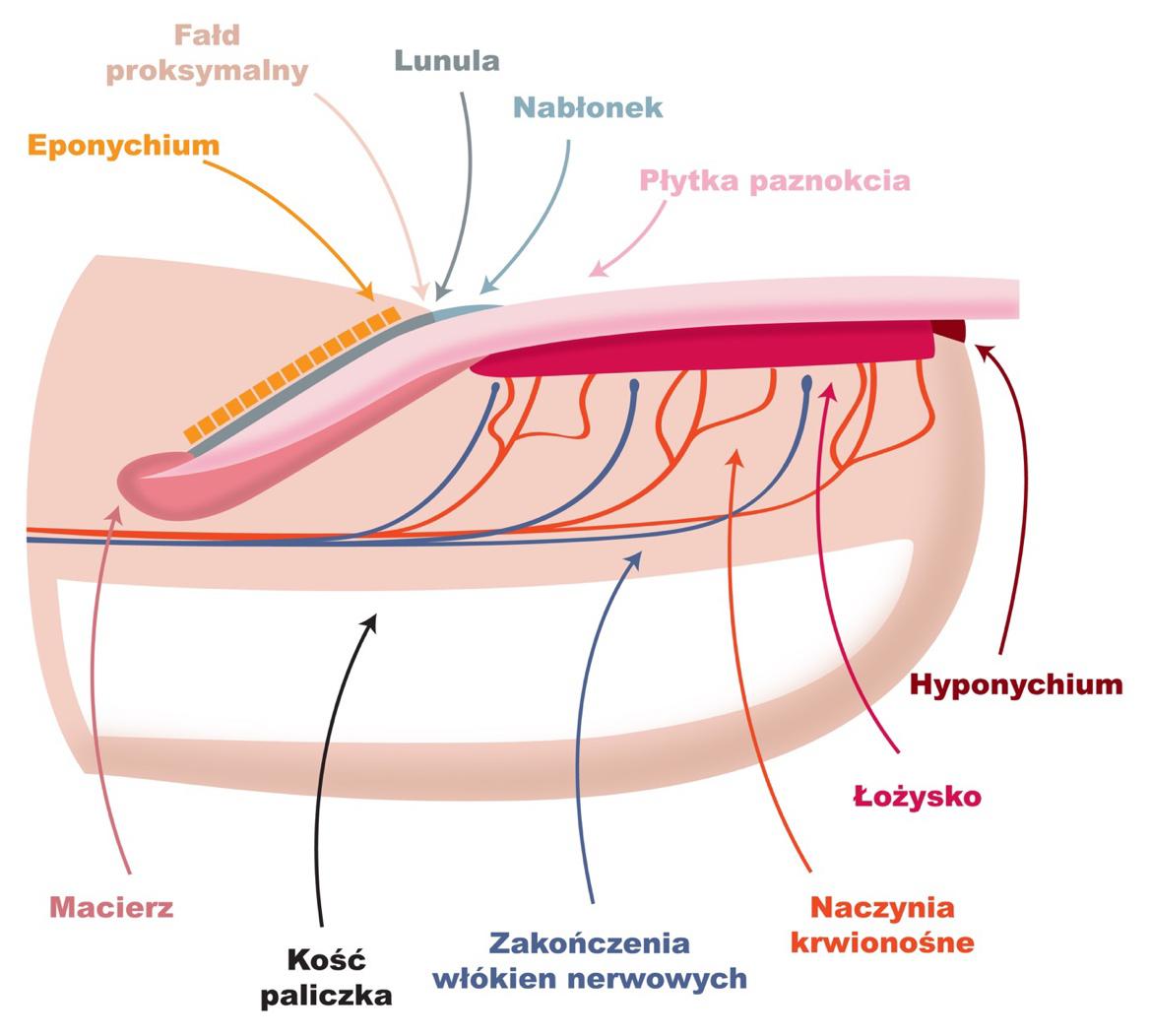 Budowa aparatu paznokciowego